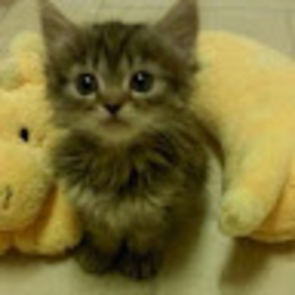 Meet your Posher, Natasha - Picture 1 of 1